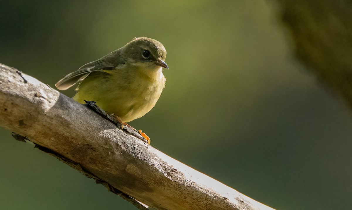 Black-throated Blue Warbler - ML642883203