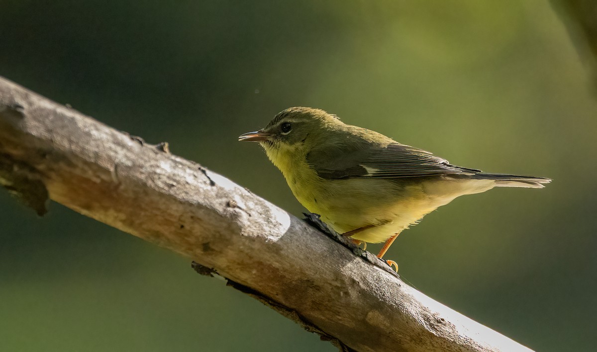 Black-throated Blue Warbler - ML642883204