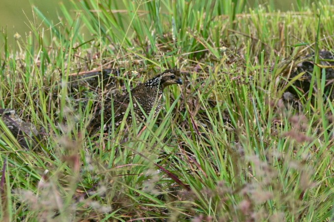 Spot-bellied Bobwhite - ML642883218