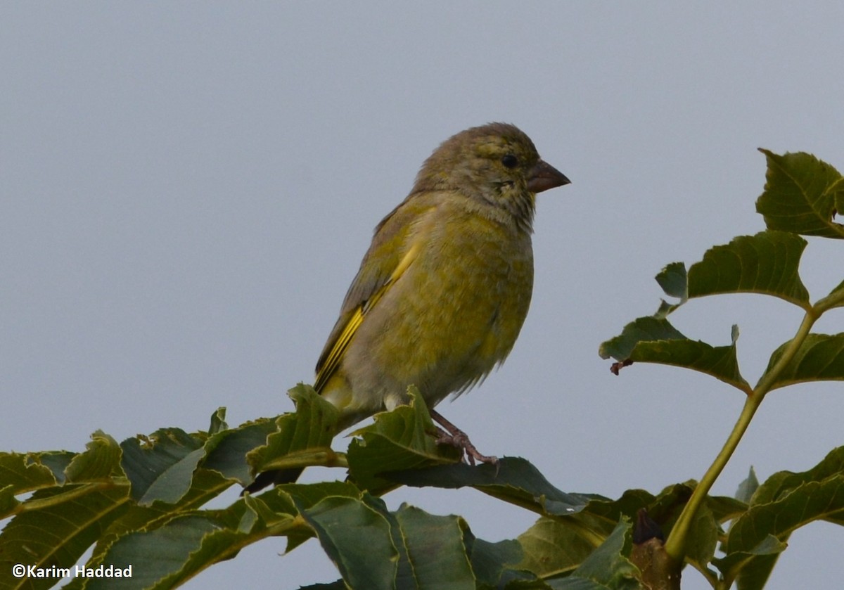 European Greenfinch - ML642883247