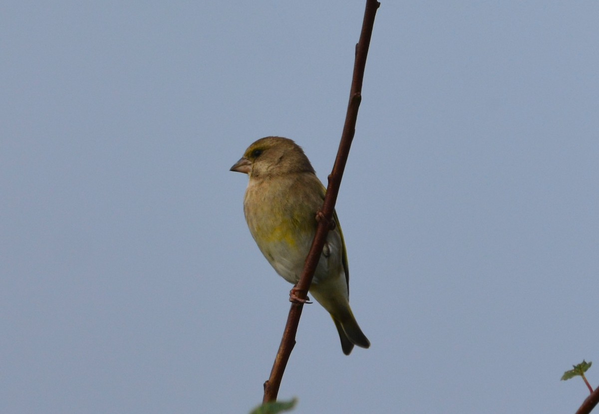 European Greenfinch - ML642883248