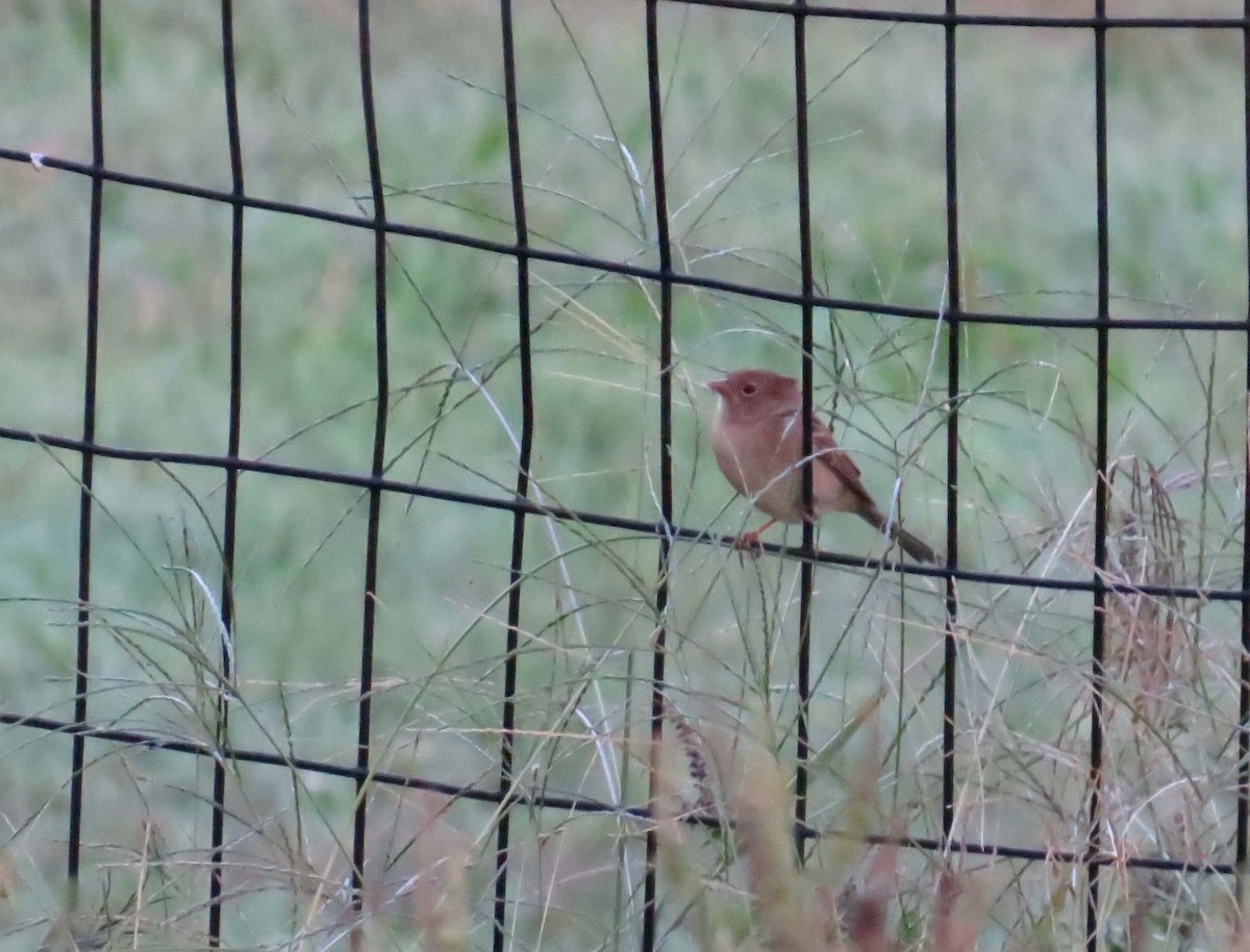 Field Sparrow - ML642883260