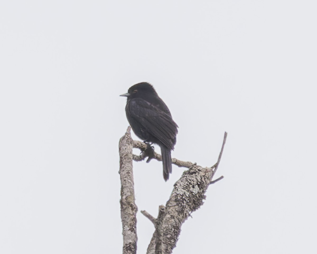 Blue-billed Black-Tyrant - ML642883267
