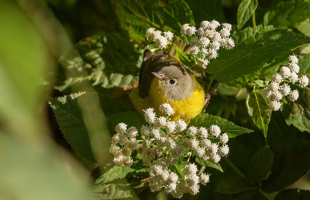 Nashville Warbler - ML642883269