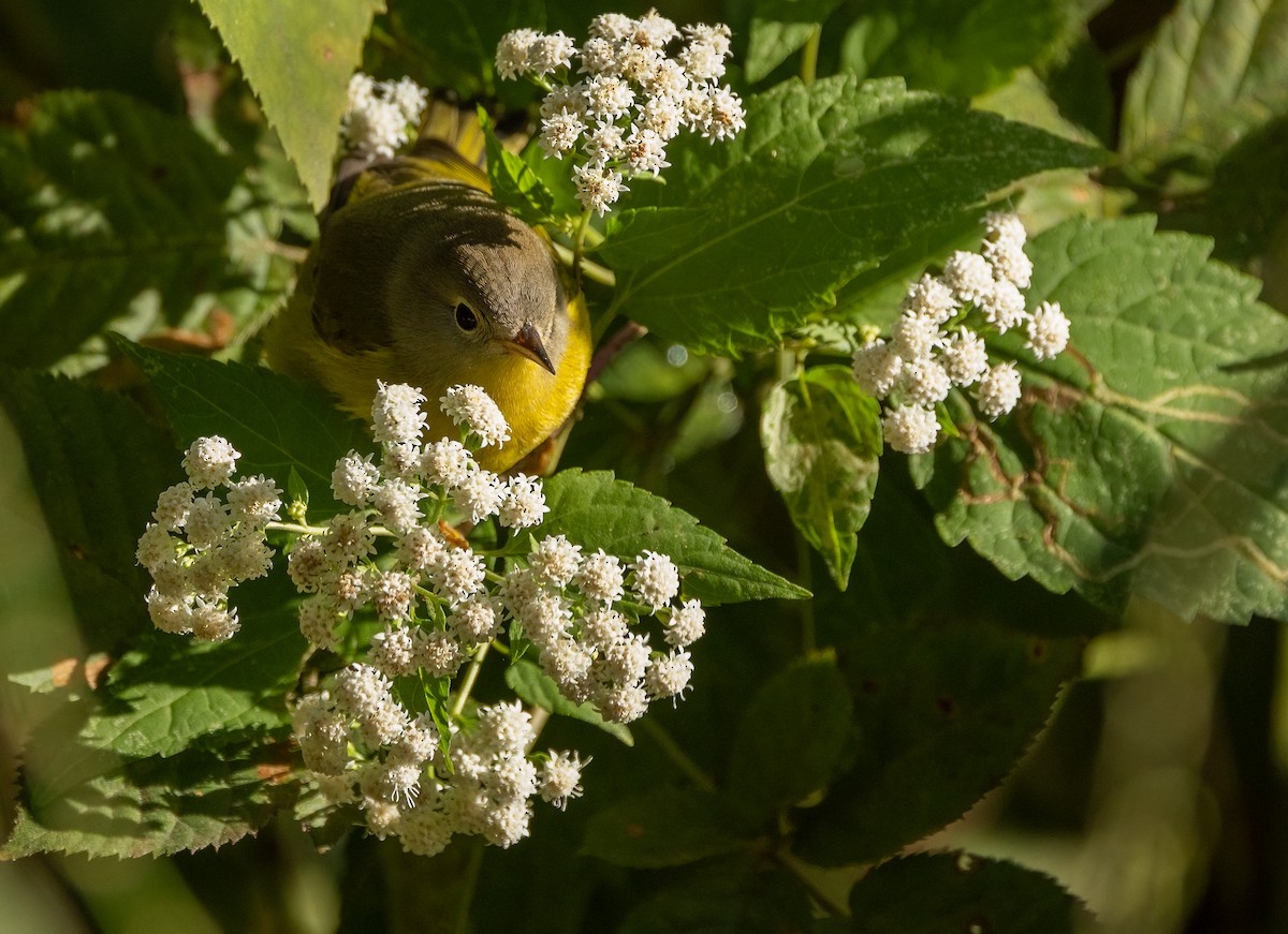 Nashville Warbler - ML642883270