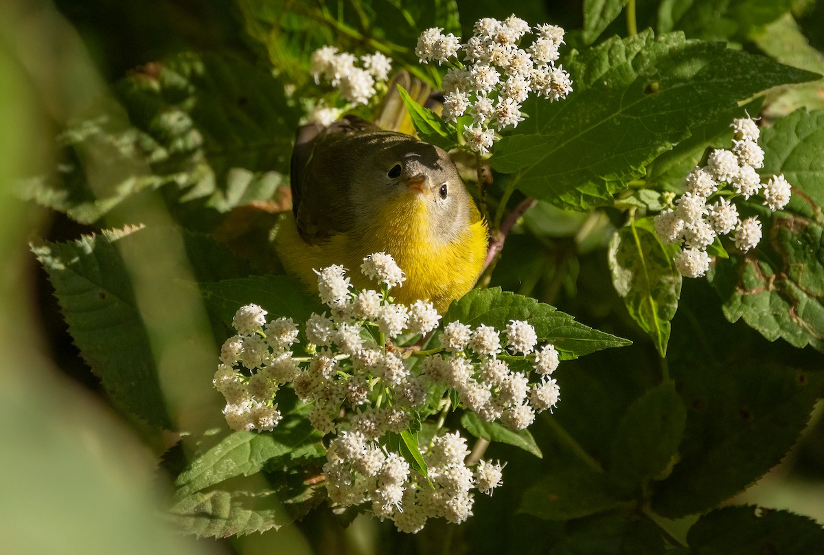 Nashville Warbler - ML642883271