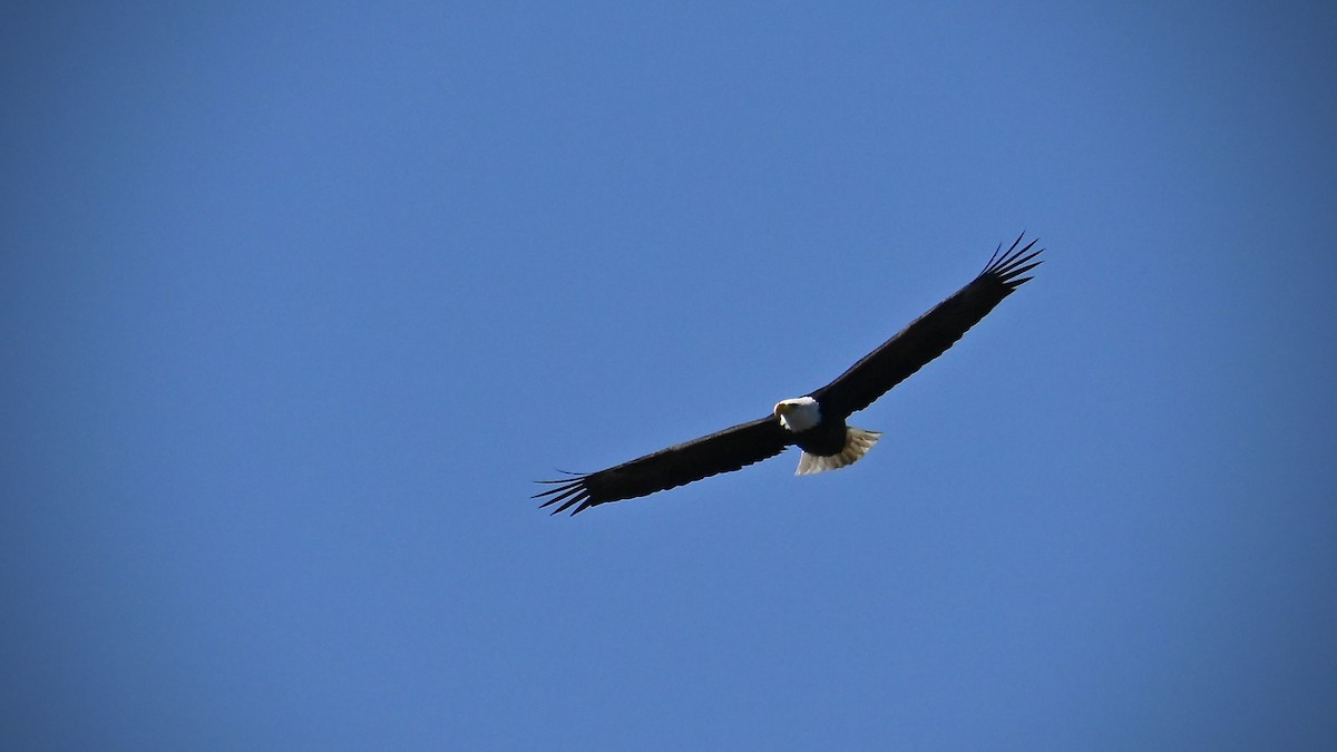 Bald Eagle - ML642883276