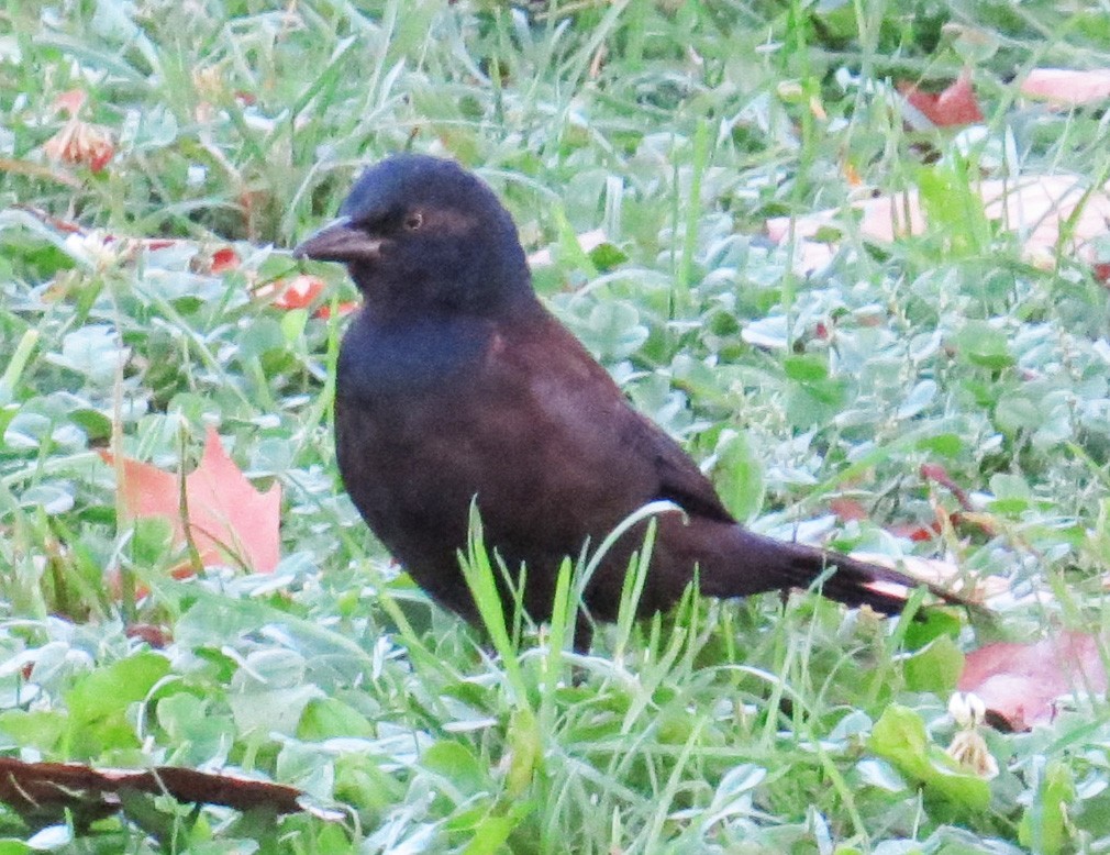 Common Grackle - ML642883287
