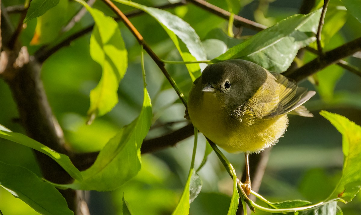 Nashville Warbler - ML642883289