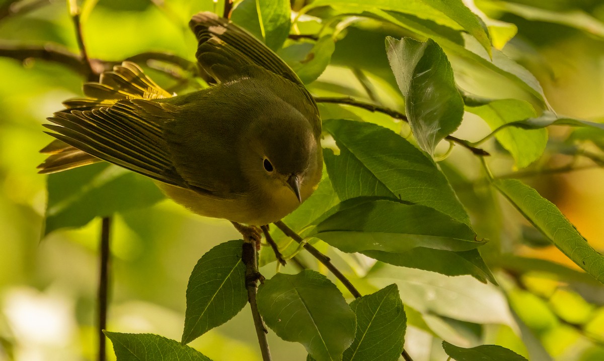 Nashville Warbler - ML642883290