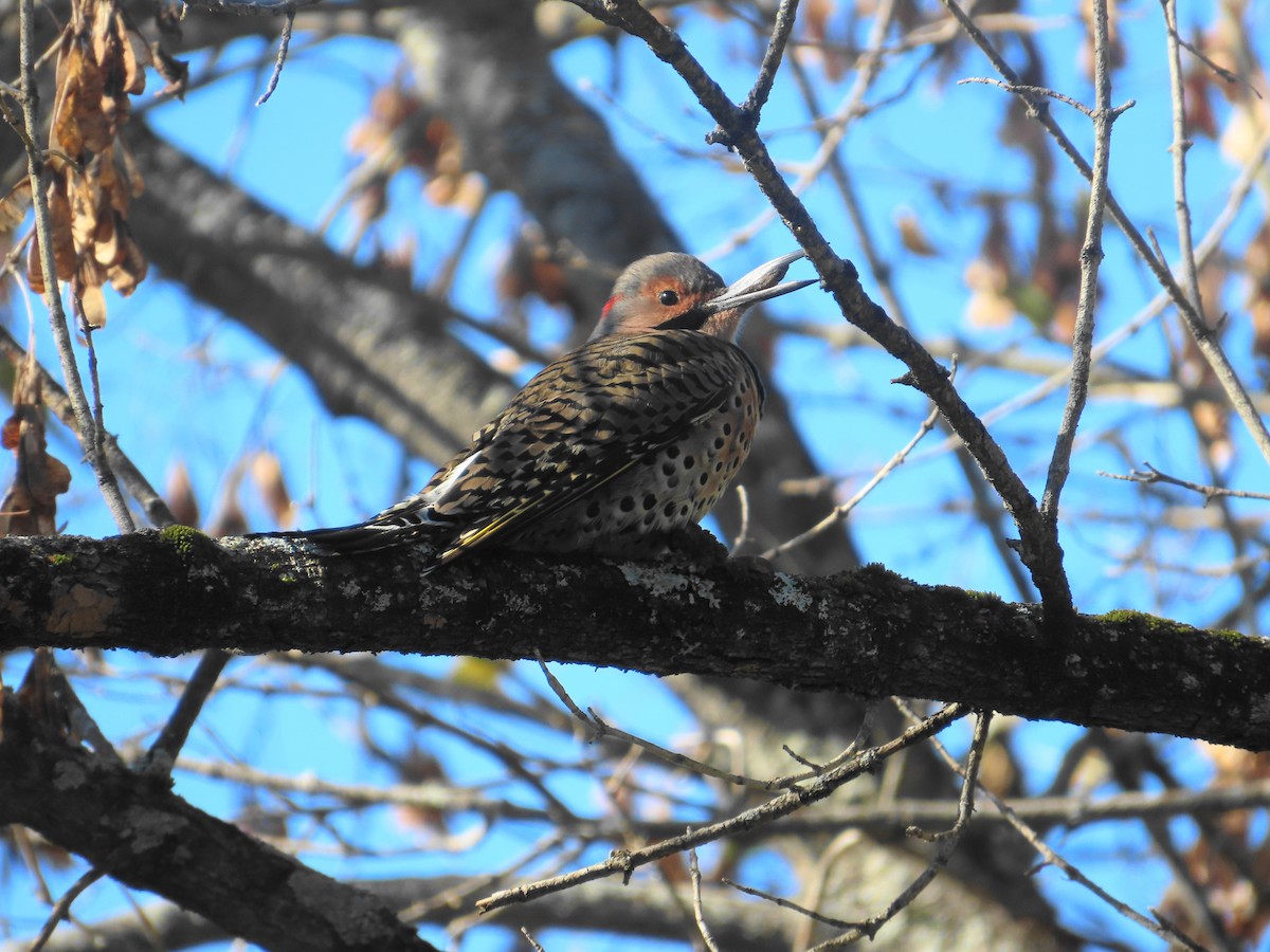 Northern Flicker - ML642883294