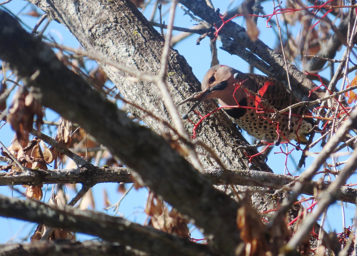 Northern Flicker - ML642883295