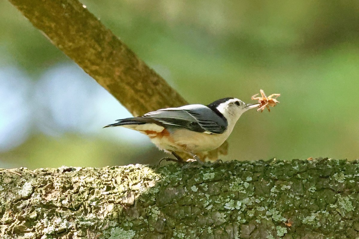 Sittelle à poitrine blanche - ML642883296