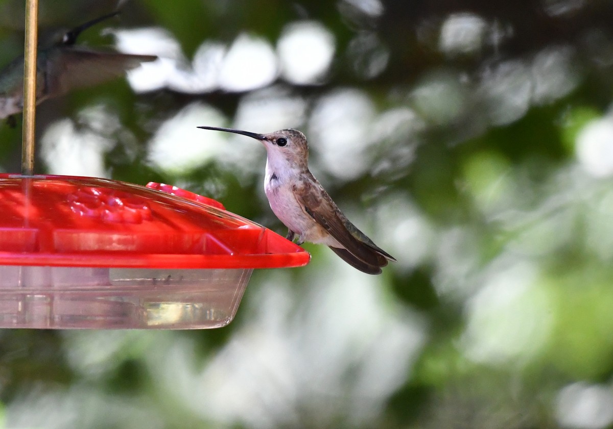 Colibri à gorge noire - ML642883305