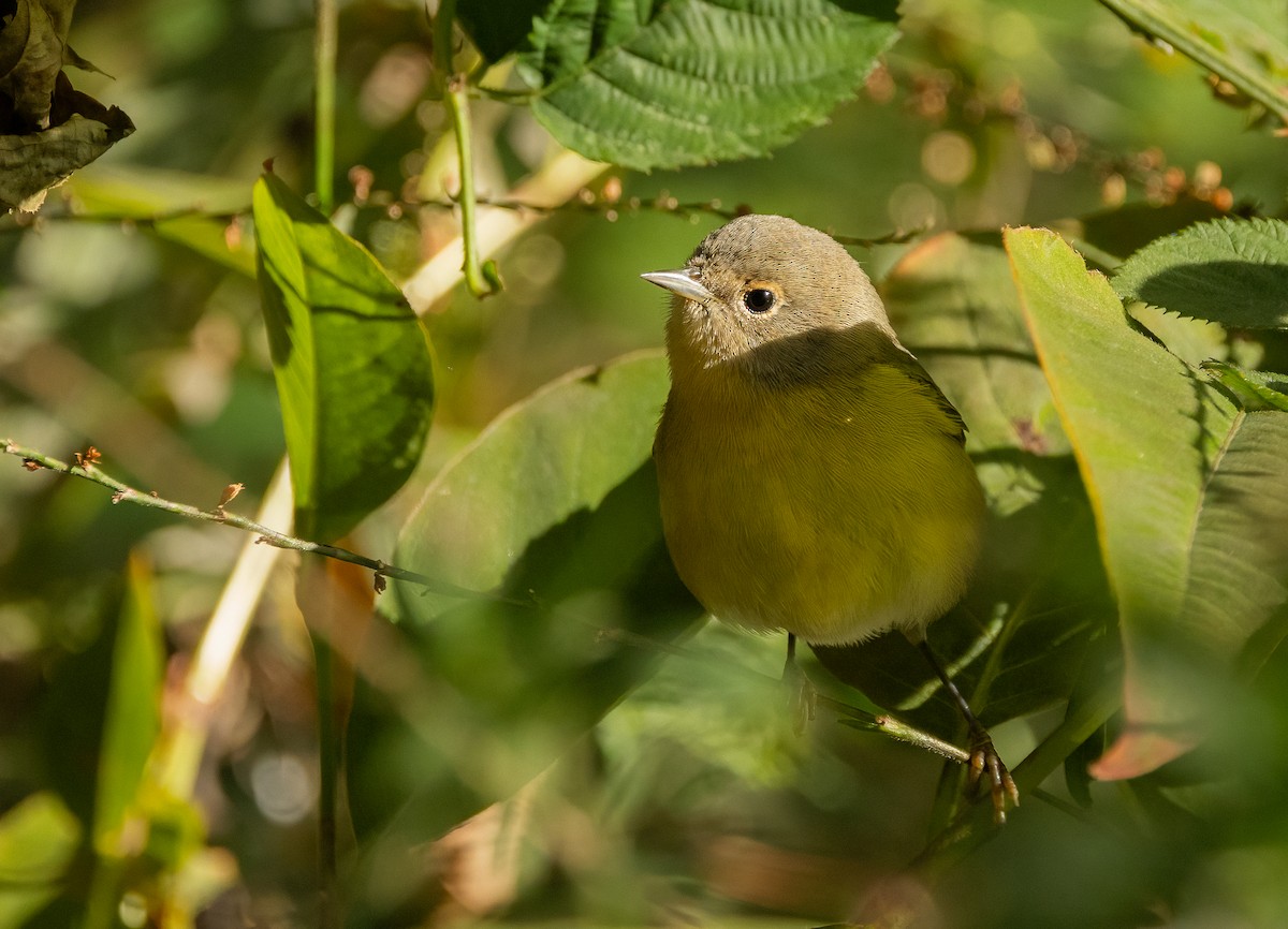 Nashville Warbler - ML642883310