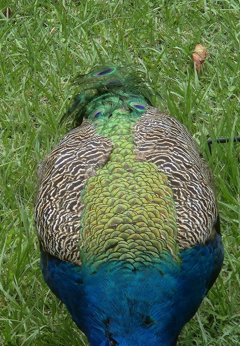 Indian Peafowl - ML642883311