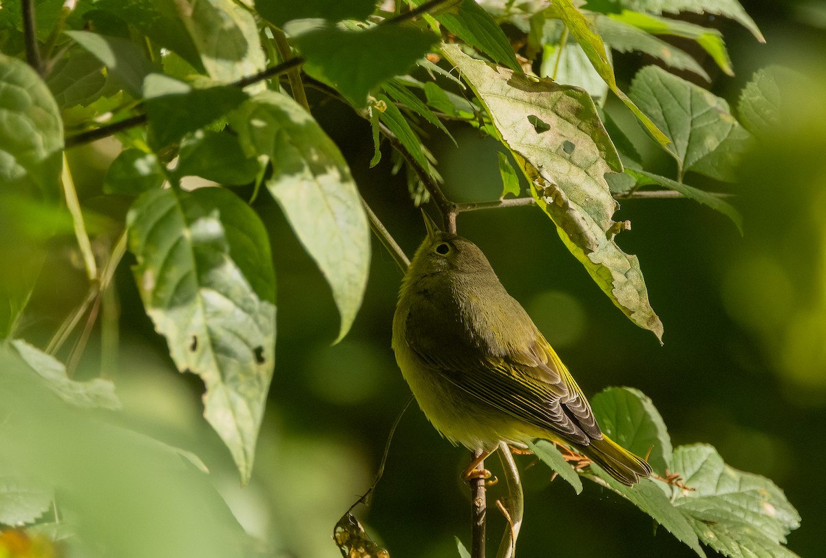 Nashville Warbler - ML642883312