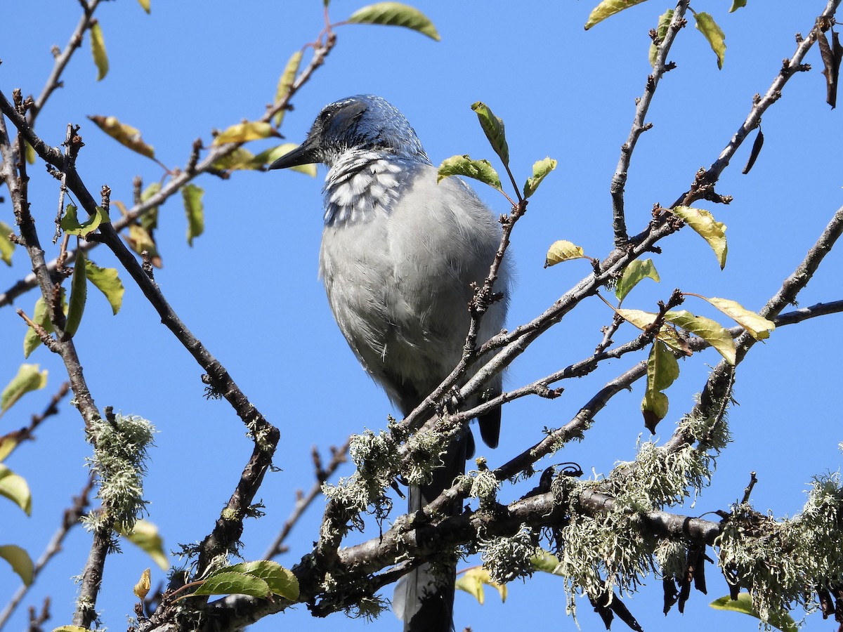 California Scrub-Jay - ML642883313