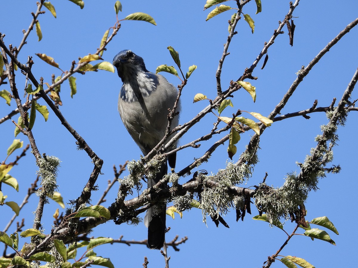 California Scrub-Jay - ML642883315