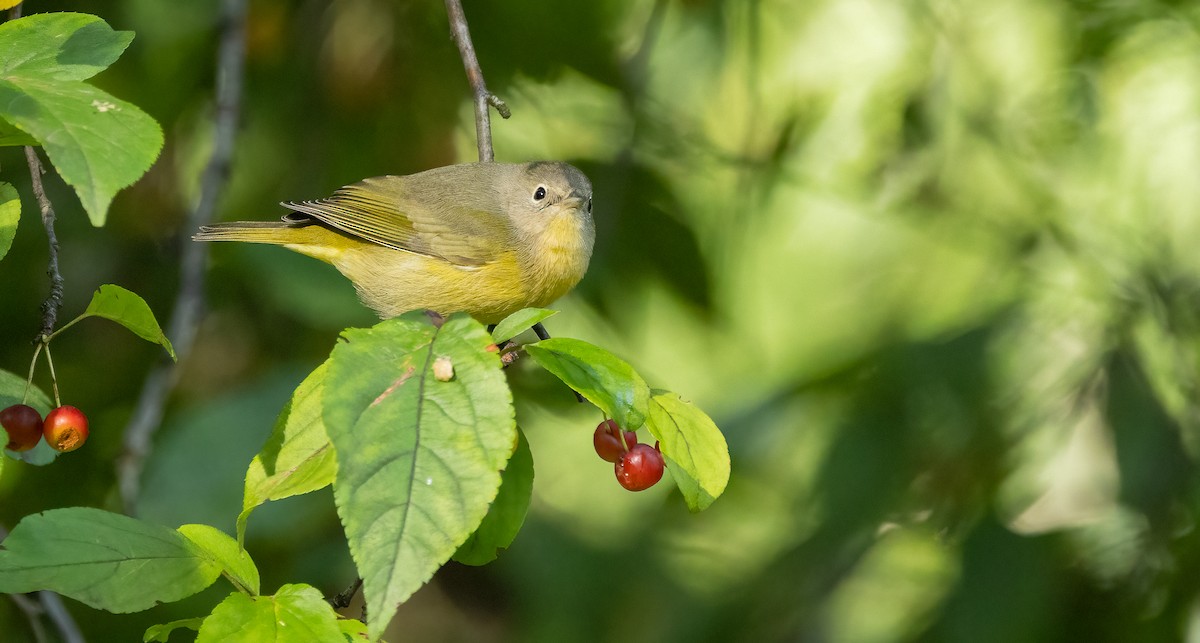 Nashville Warbler - ML642883323