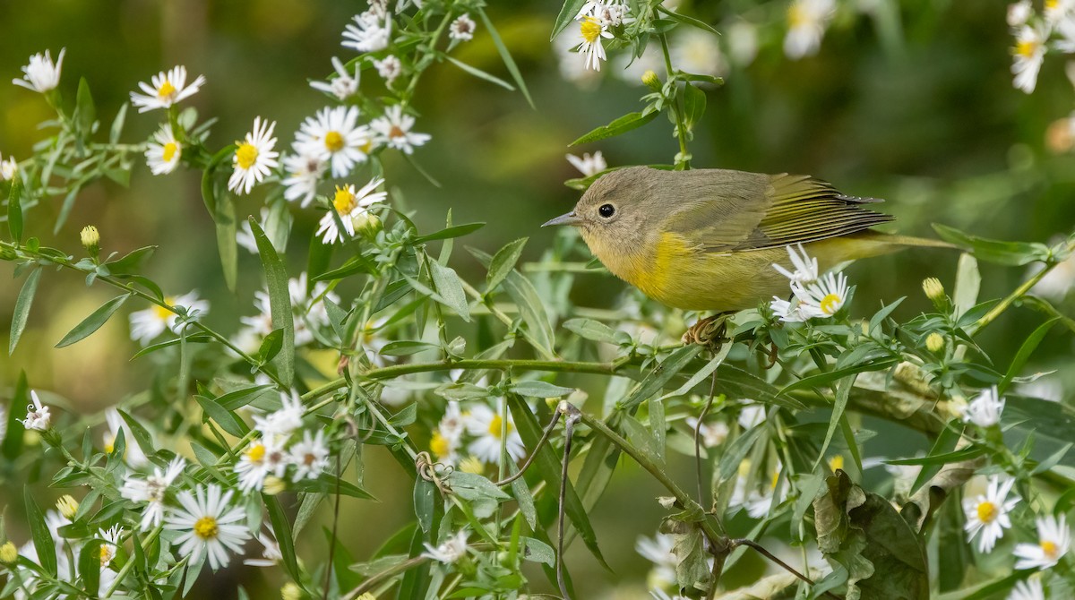 Nashville Warbler - ML642883324