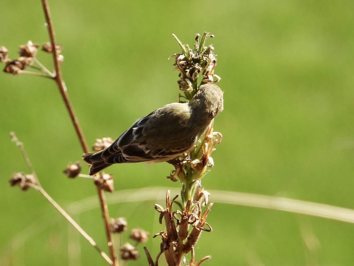 Lesser Goldfinch - ML642883335