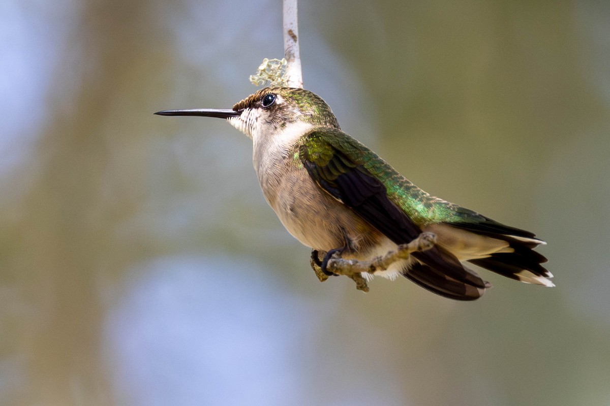 Ruby-throated Hummingbird - ML642883336