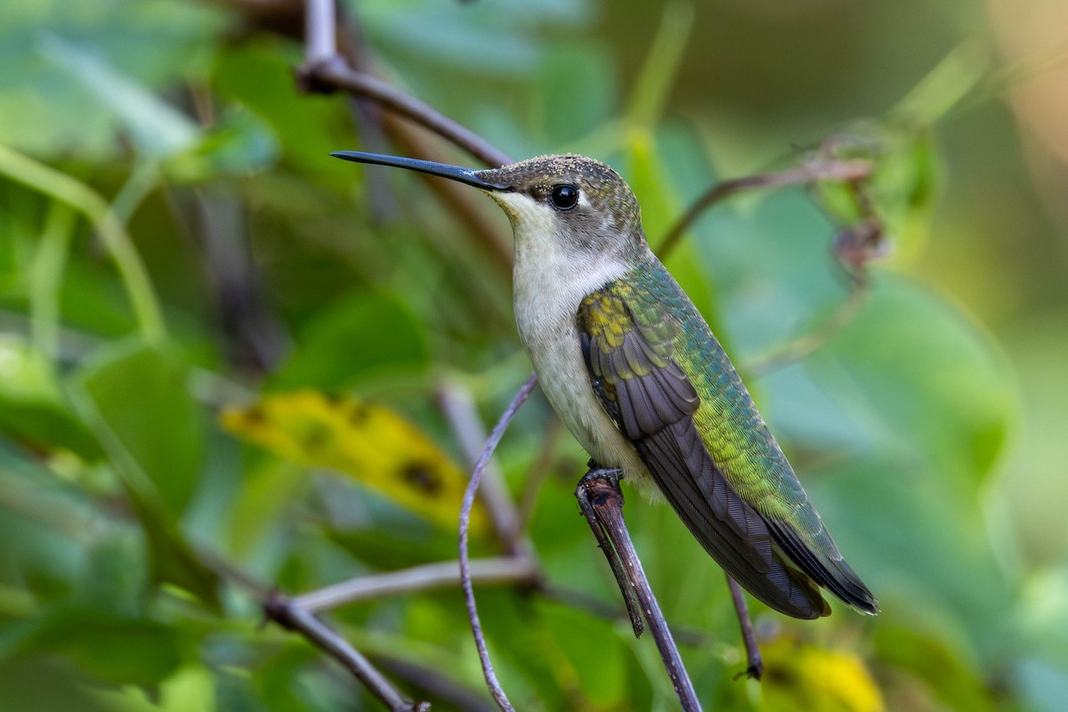 Ruby-throated Hummingbird - ML642883337