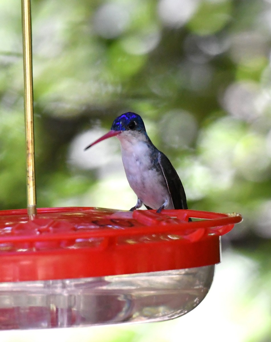 Violet-crowned Hummingbird - ML642883340