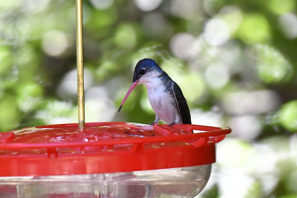Violet-crowned Hummingbird - ML642883341