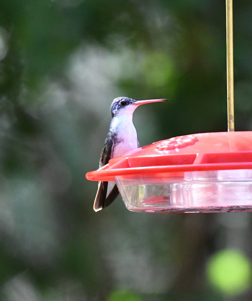 Violet-crowned Hummingbird - ML642883342