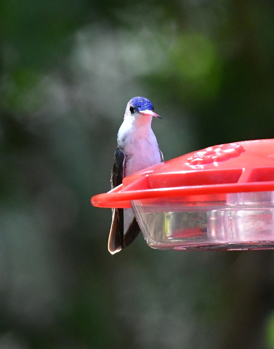 Violet-crowned Hummingbird - ML642883343