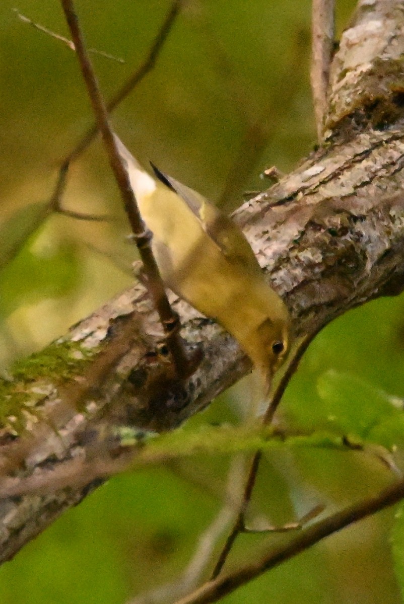 Tennessee Warbler - ML642883344