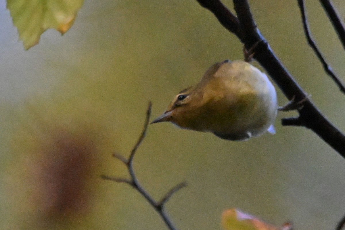 Tennessee Warbler - ML642883345