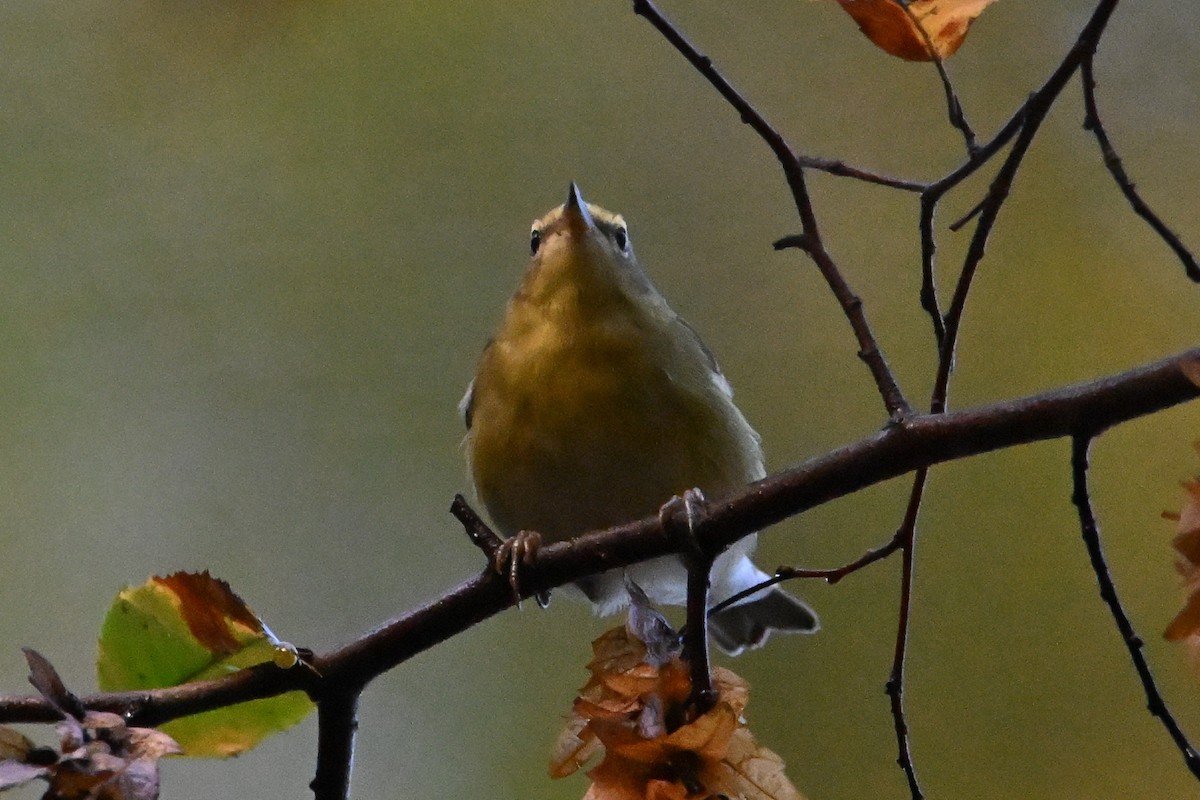 Tennessee Warbler - ML642883346