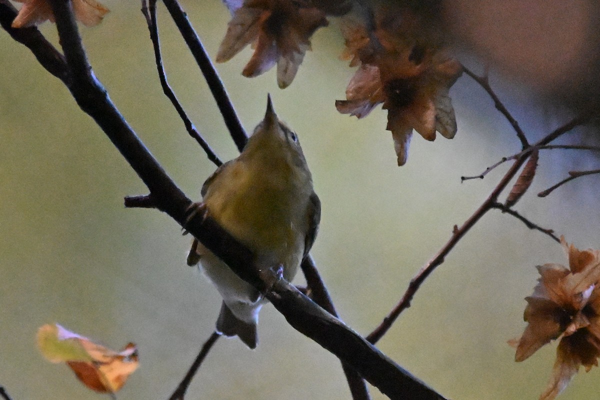 Tennessee Warbler - ML642883347