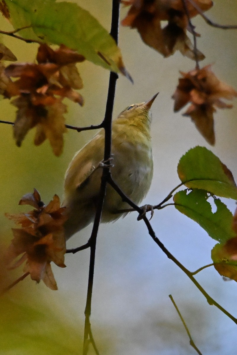 Tennessee Warbler - ML642883348
