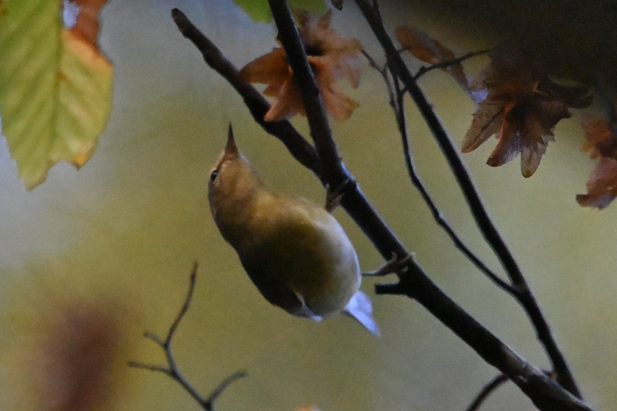 Tennessee Warbler - ML642883349