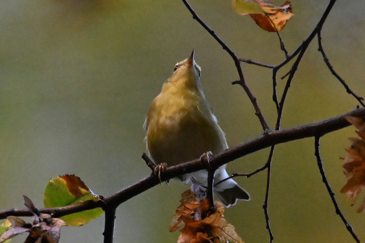 Tennessee Warbler - ML642883350