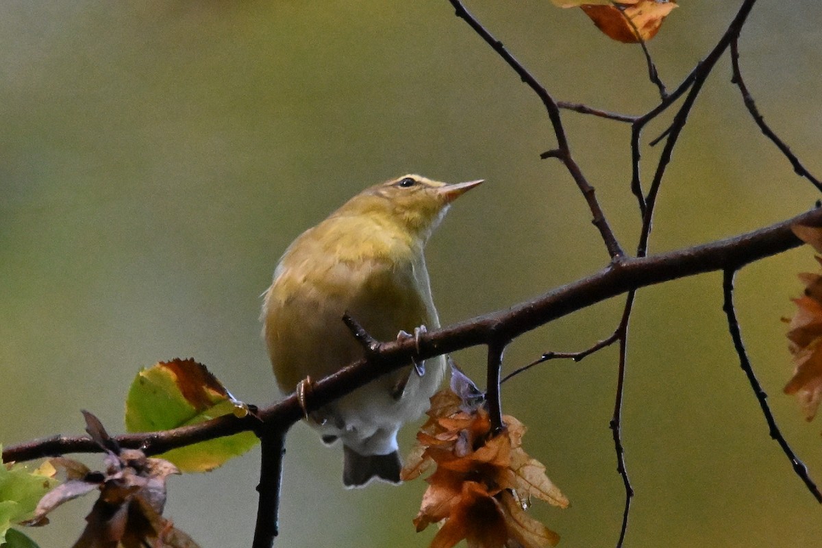 Tennessee Warbler - ML642883351