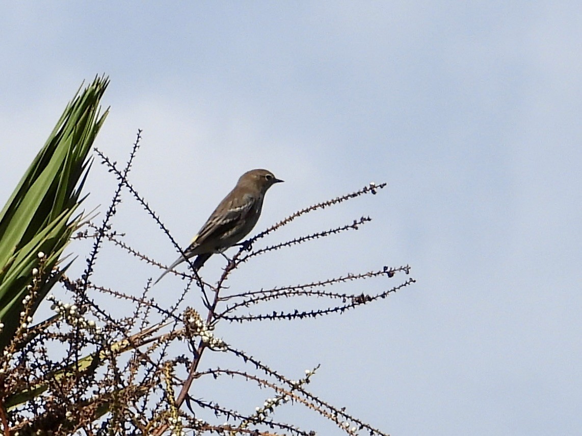 Yellow-rumped Warbler - ML642883353