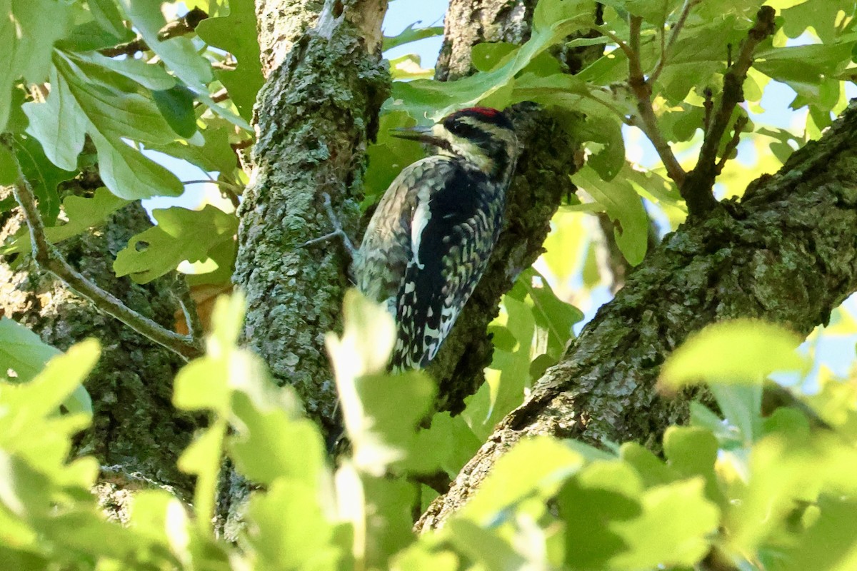 Yellow-bellied Sapsucker - ML642883354