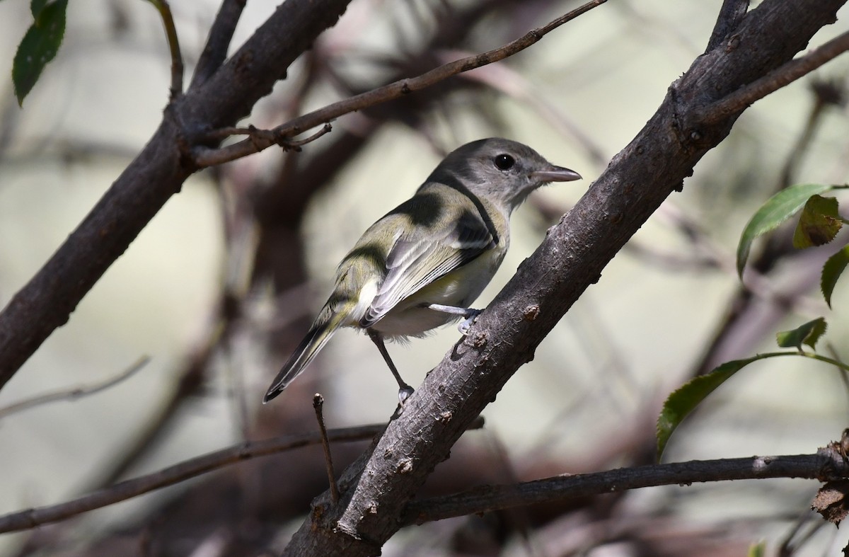 Bell's Vireo - ML642883355