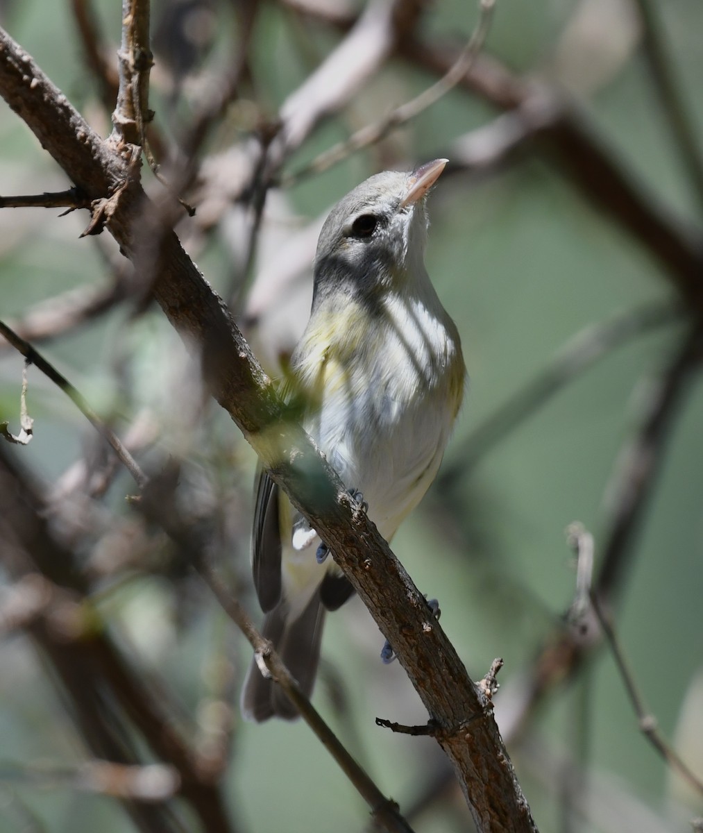 Bell's Vireo - ML642883356
