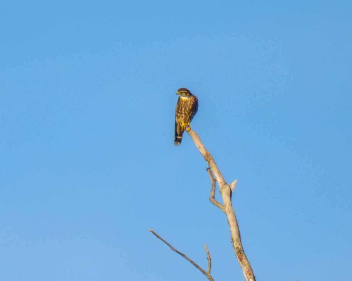 Northern Flicker - ML642883358