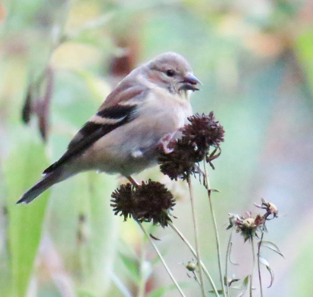 American Goldfinch - ML642883360