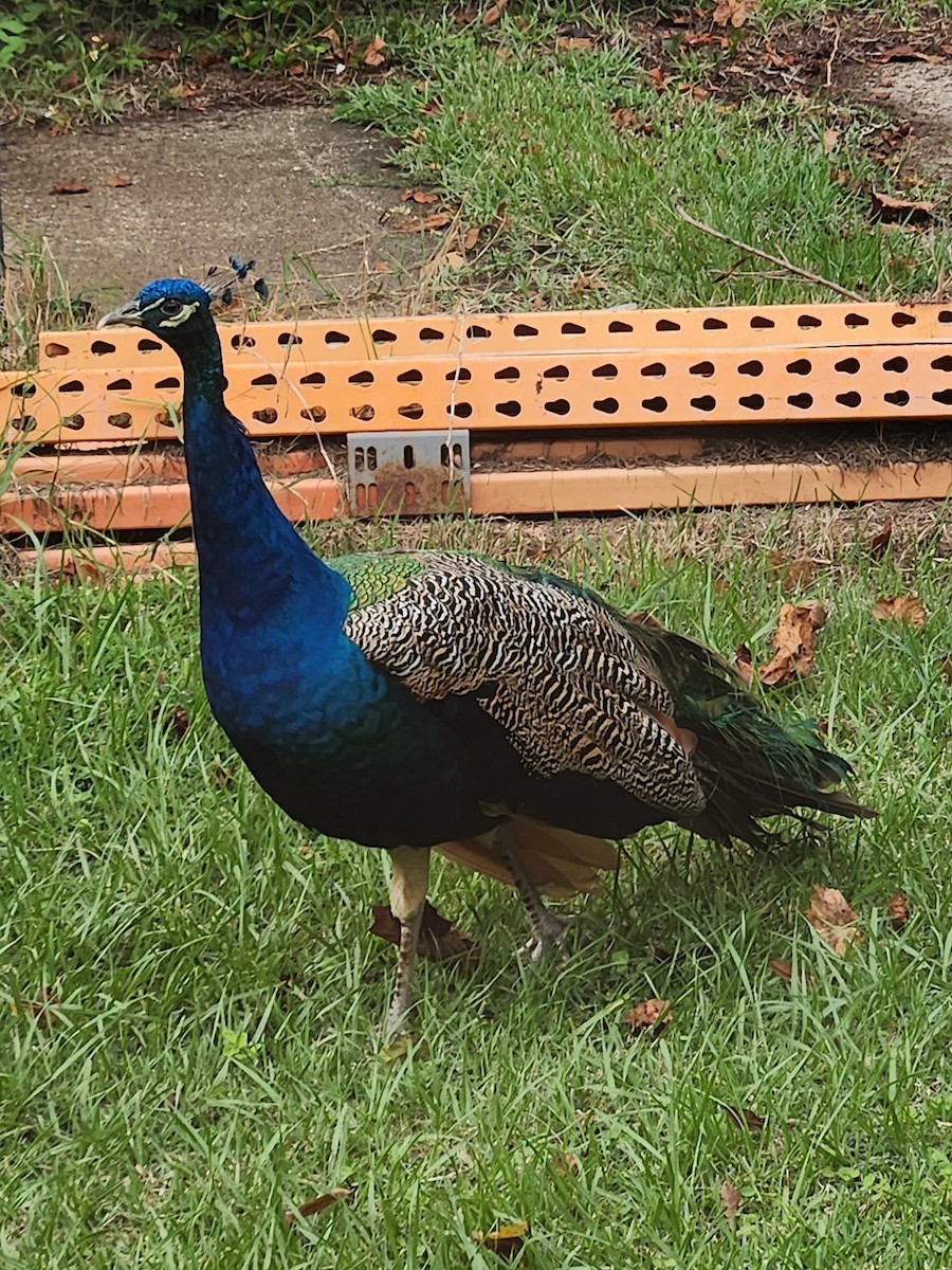 Indian Peafowl - ML642883362