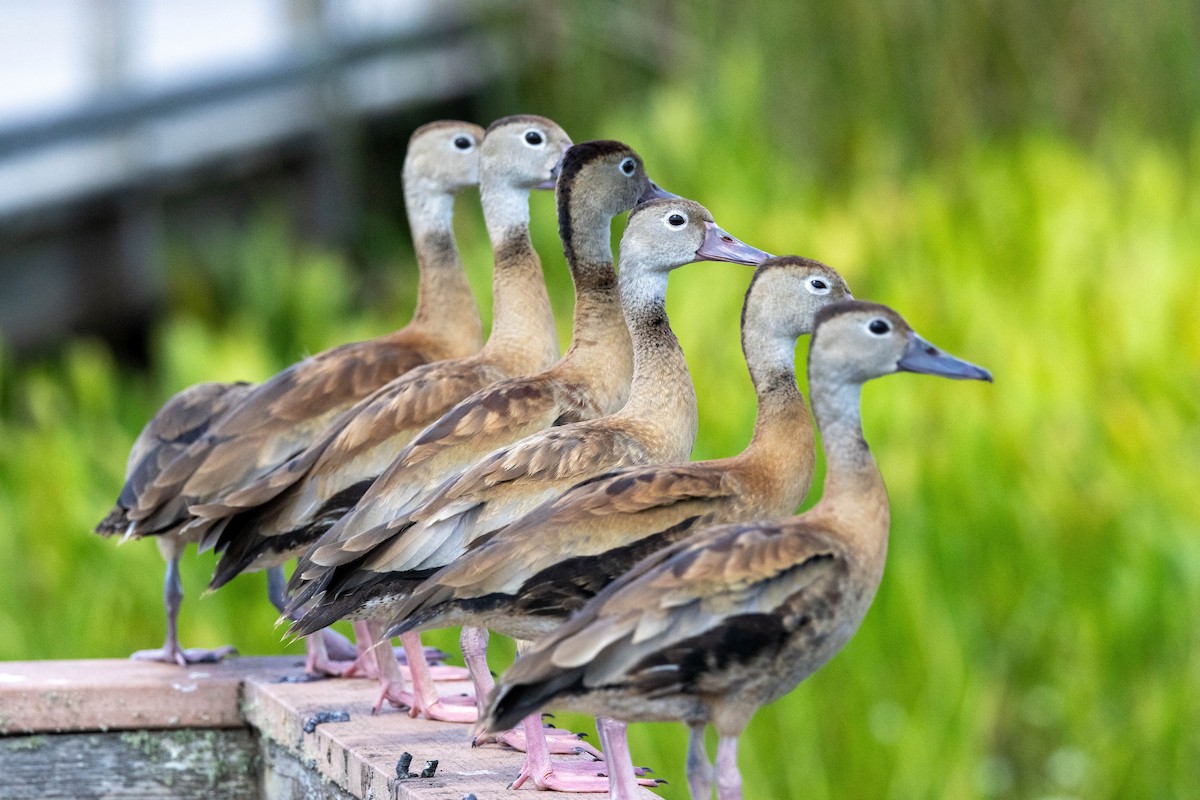 Black-bellied Whistling-Duck - ML642883375