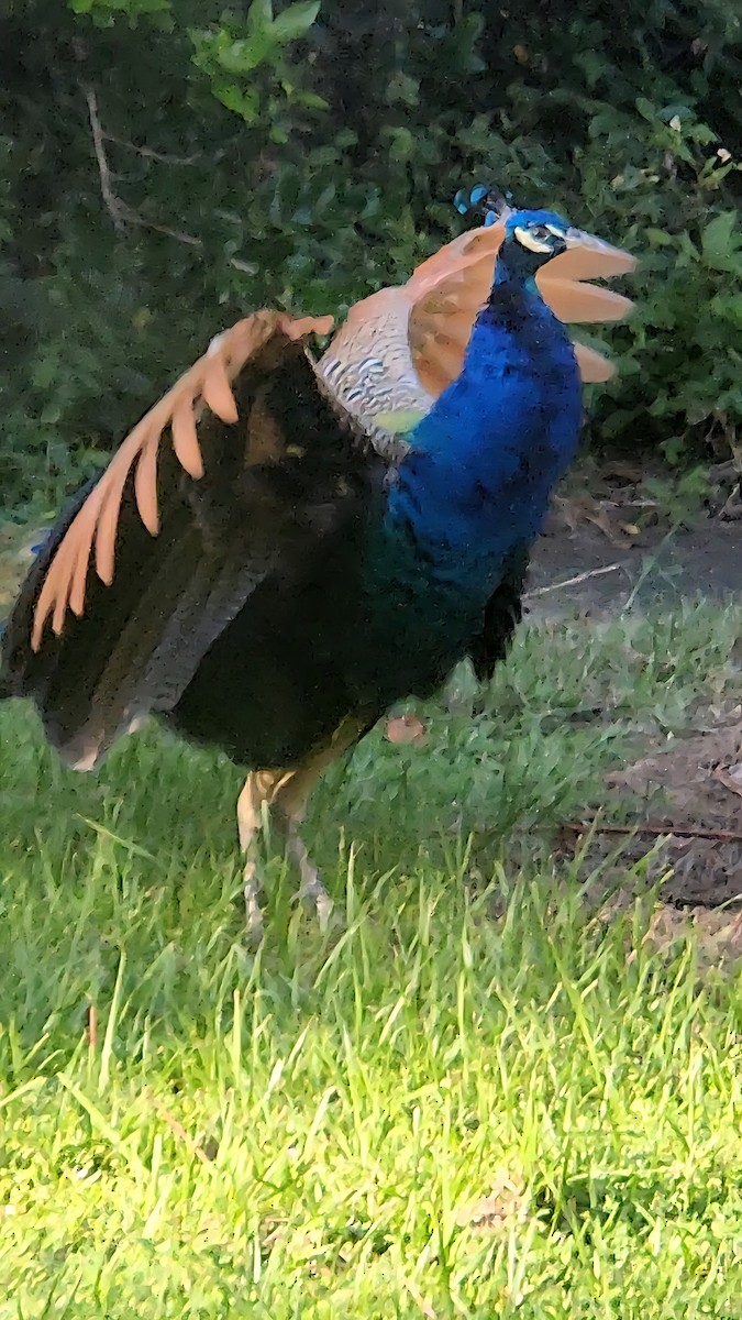 Indian Peafowl - ML642883380