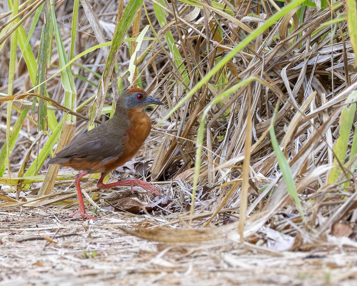 Russet-crowned Crake - ML642883383